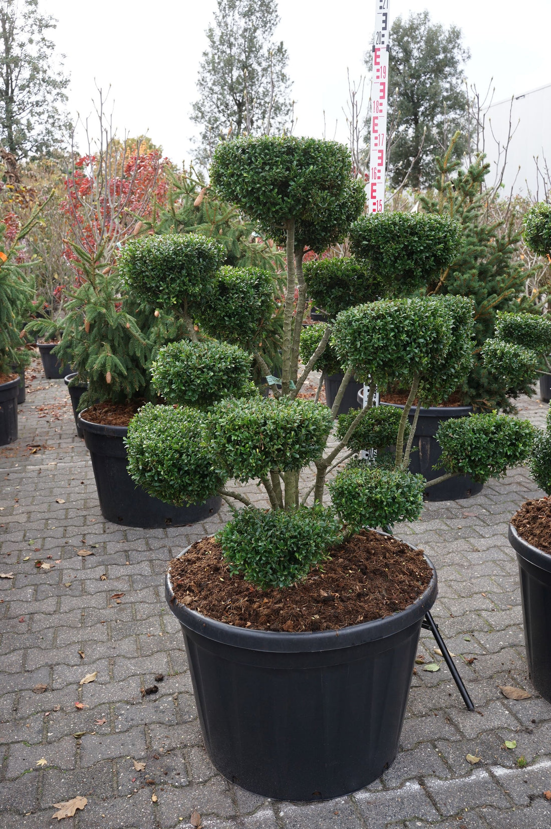 Ilex crenata &