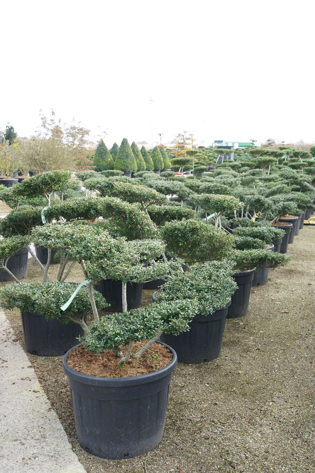 Ilex crenata &