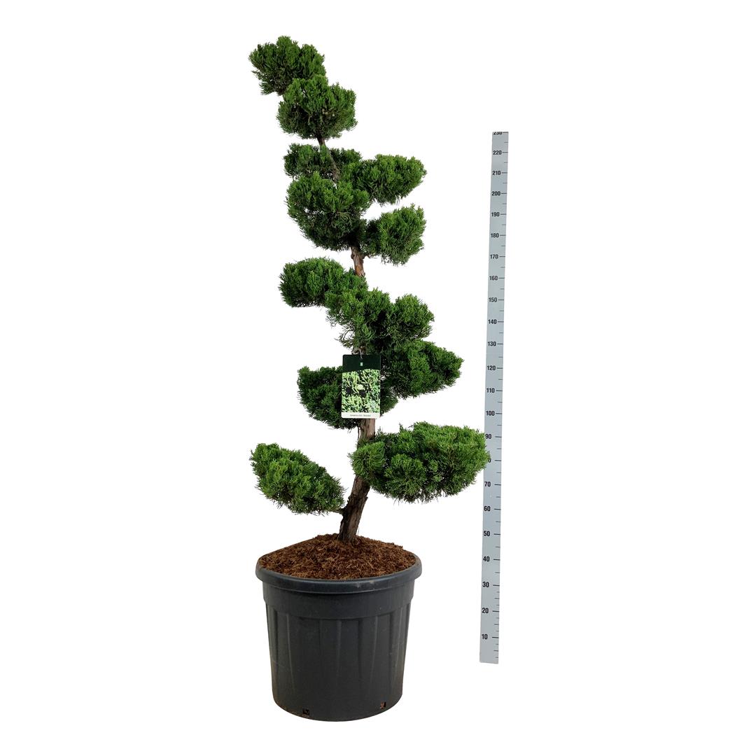 Juniperus chinensis &