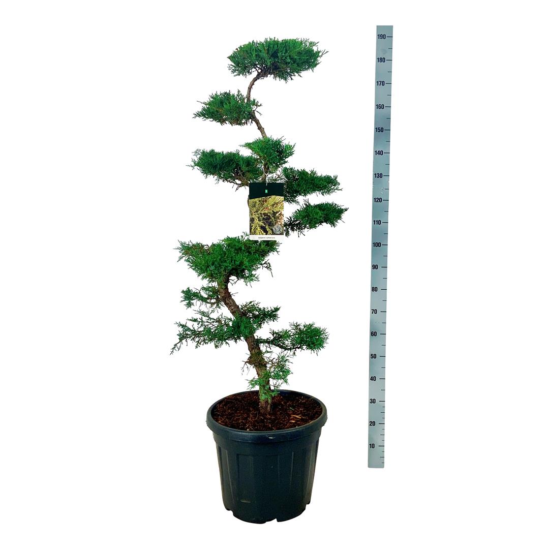 Juniperus pfitzeriana Bonsai 100-125 cm C45 (45 liters kruka)