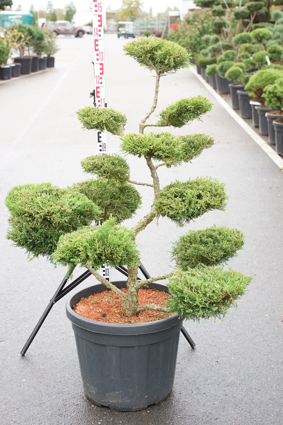 Juniperus pf. &