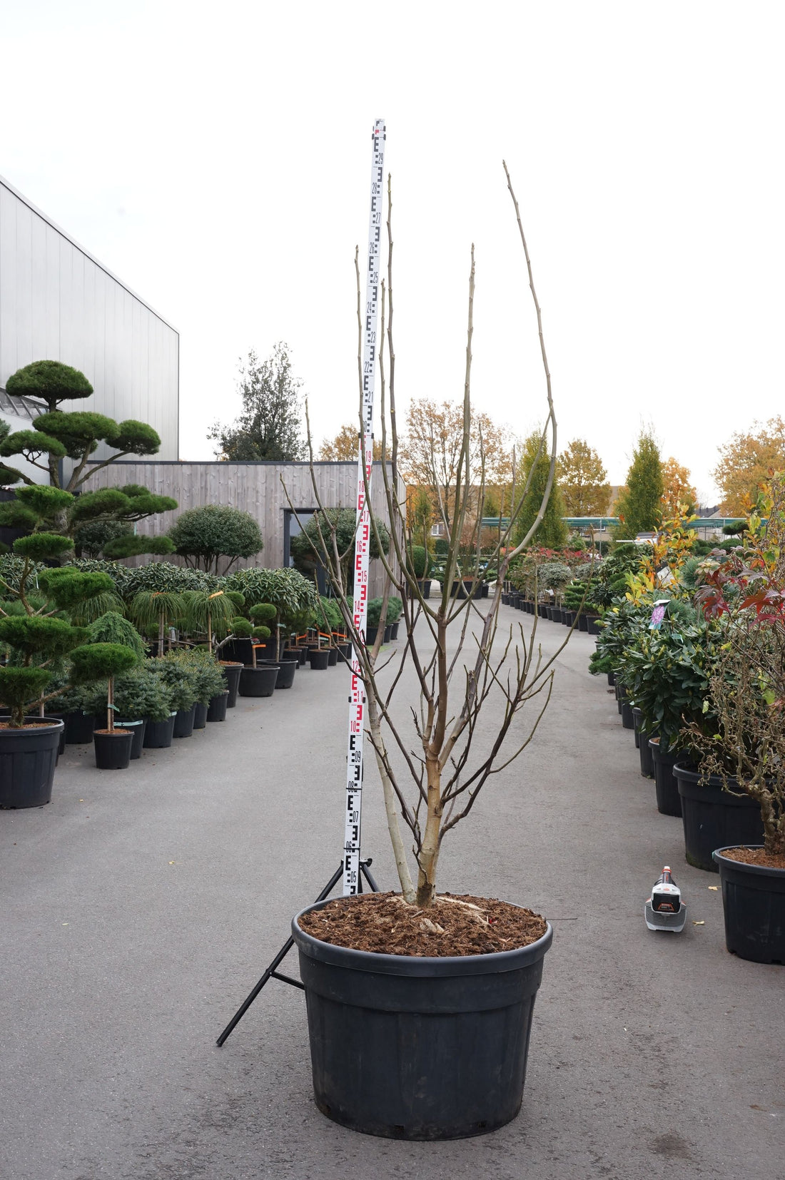 Juglans regia flerstammig C180 (180 liters kruka) 250+ cm
