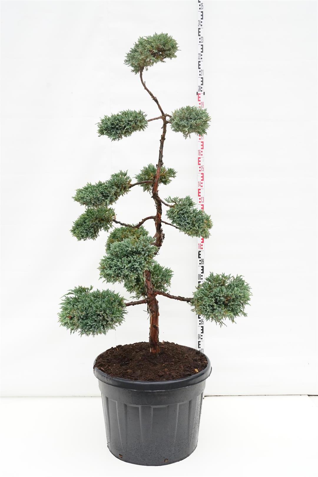 Juniperus squamata &