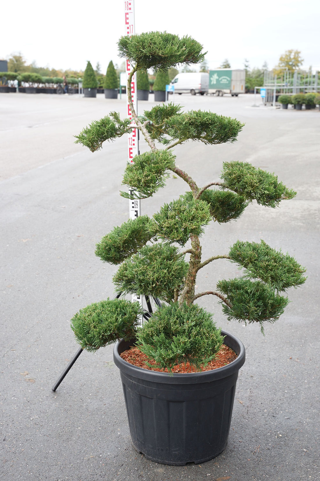 Juniperus sabina &