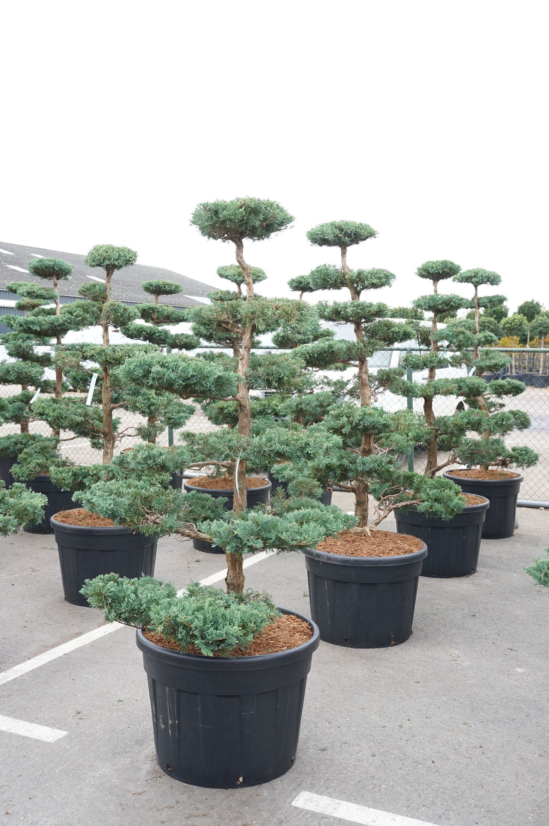 Juniperus virg. &