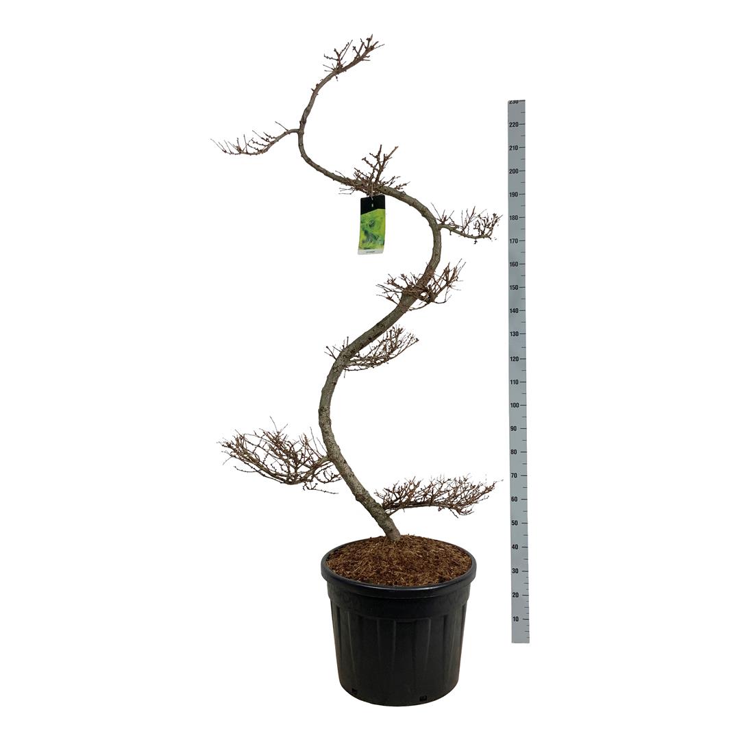 Larix kaempferi BONSAI 175+ cm C90 (90 liters kruka)