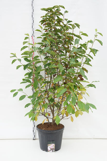 Magnolia soulangeana C55 (55 liters kruka) 200-225 cm Extra