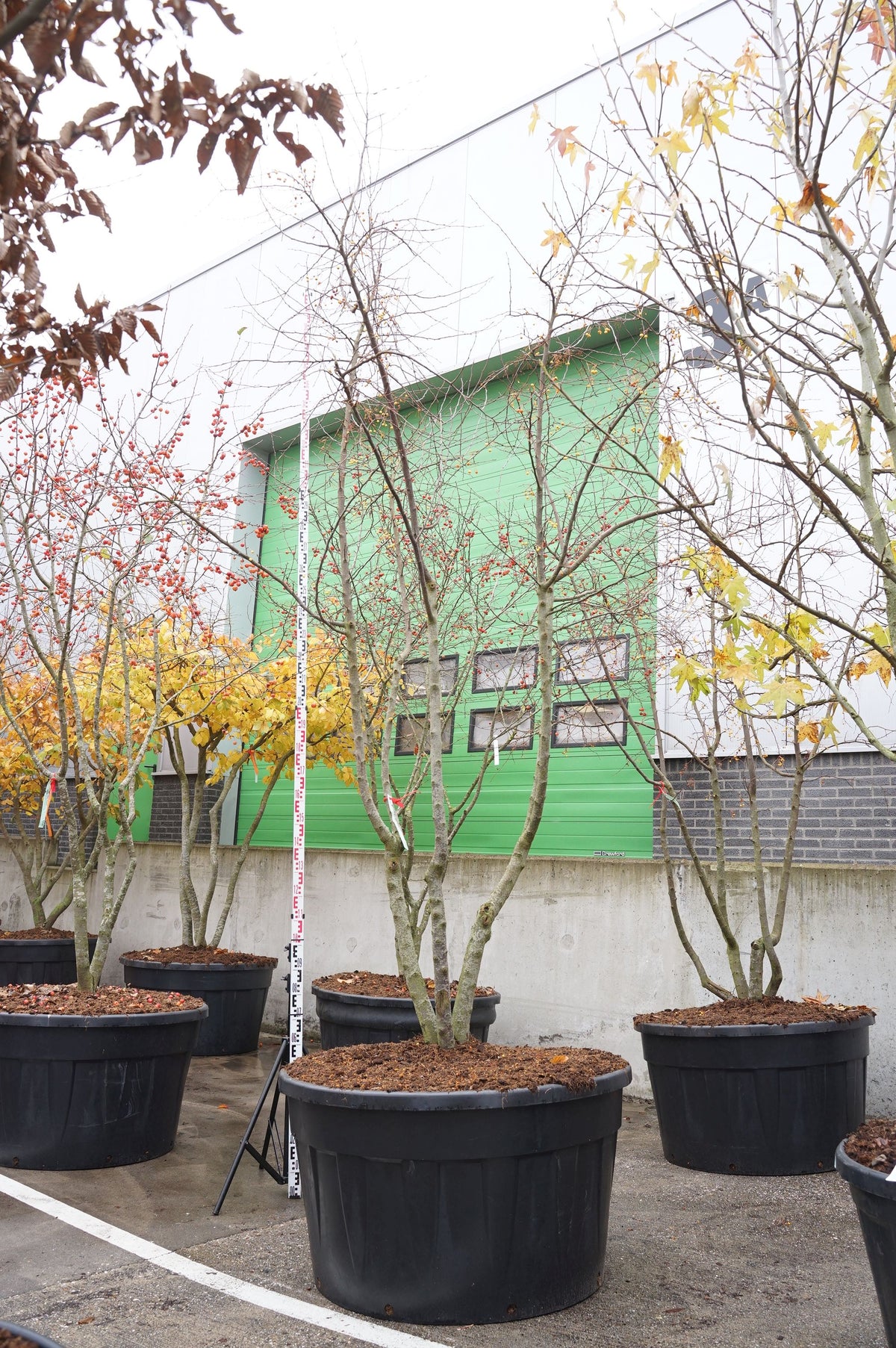 Malus toringo flerstammig 300-350 cm C500 (500 liters kruka)