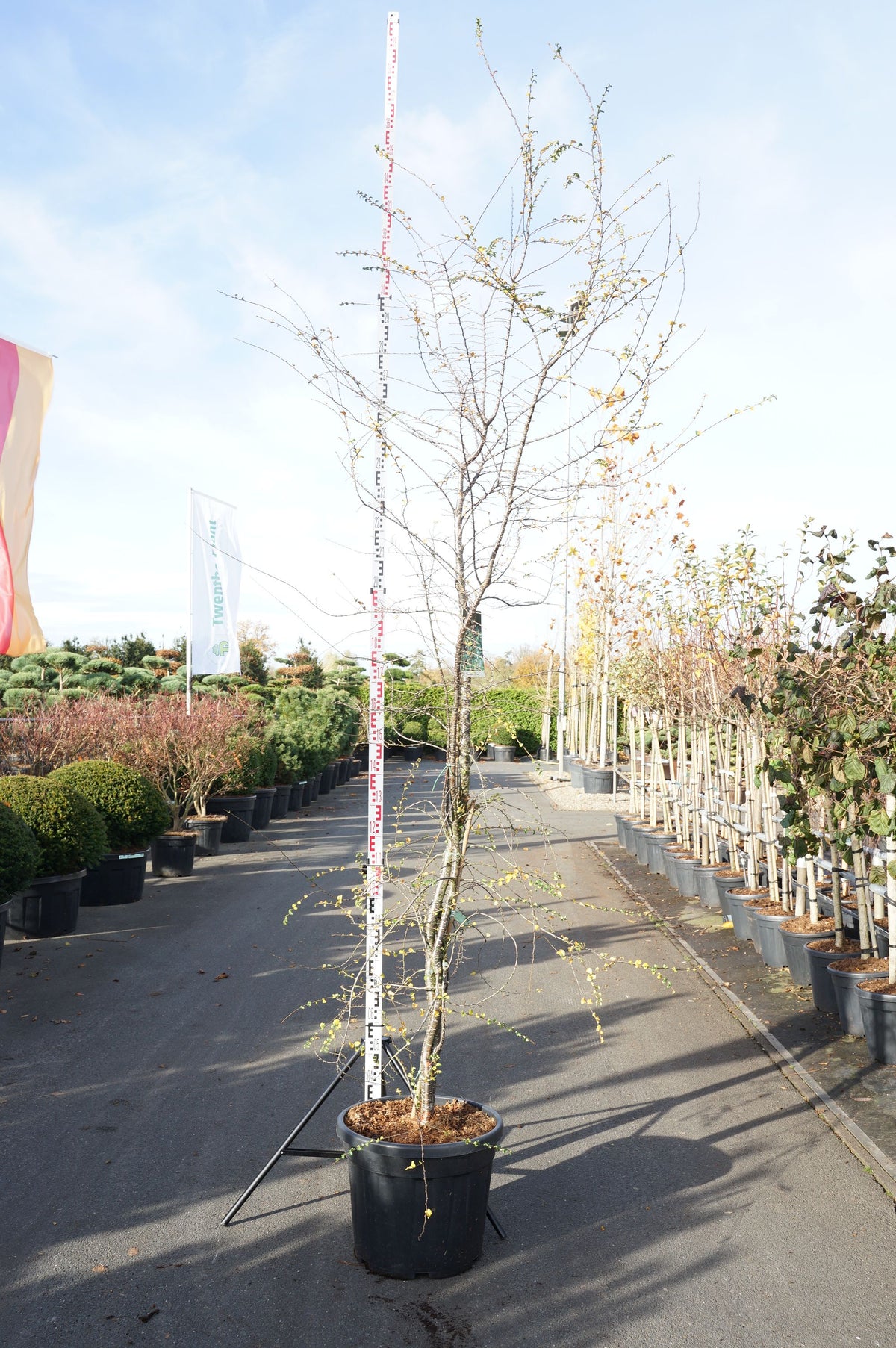 Nothofagus antarctica 125-150 cm rotklump