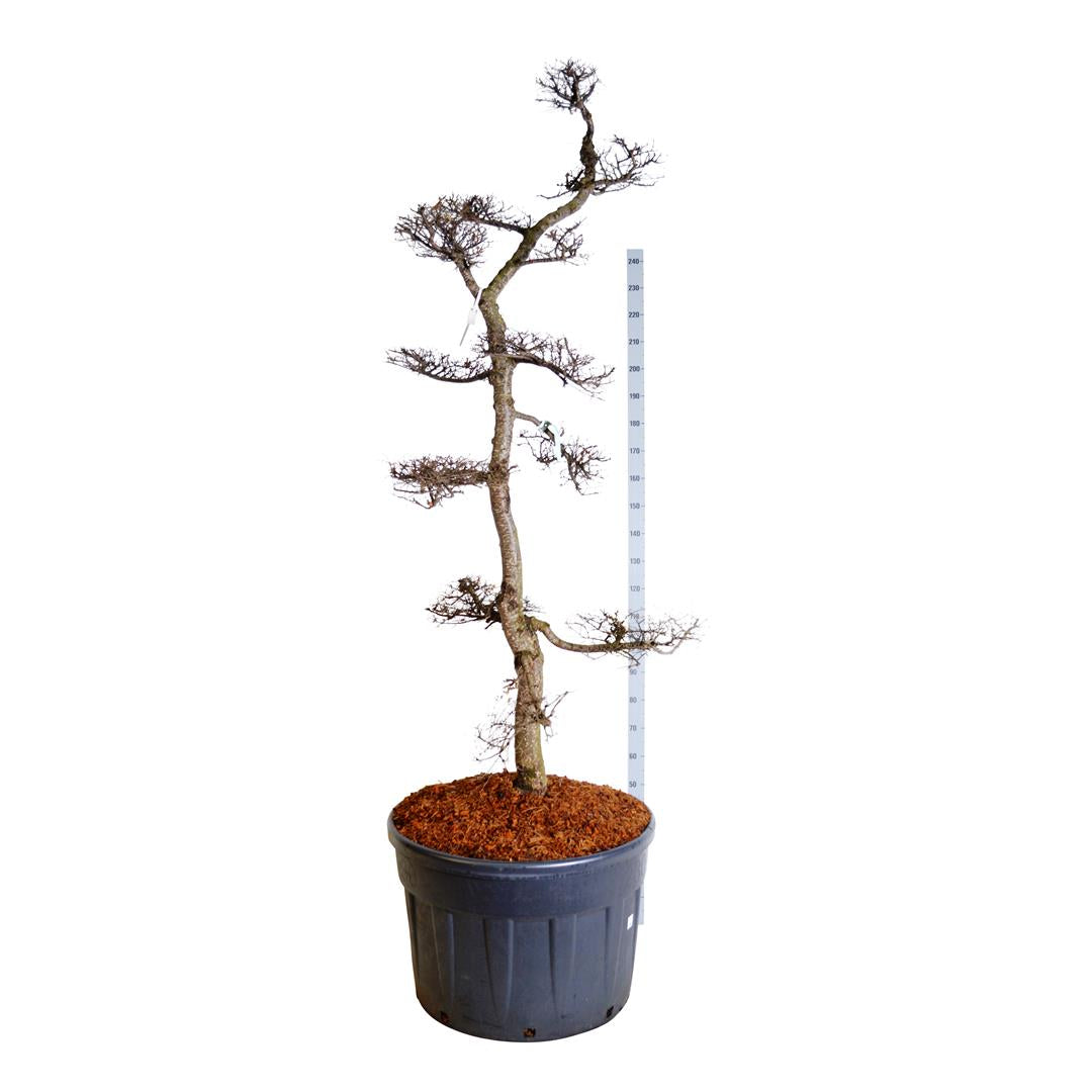 Nothofagus antarctica BONSAI 200-225 cm C230 (230 liters kruka)