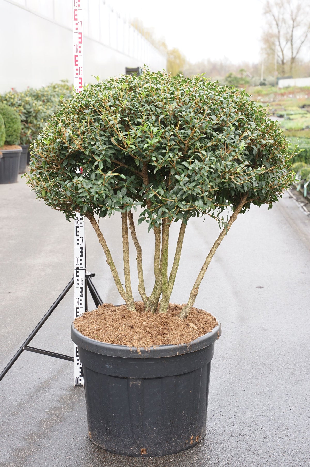 Osmanthus burkwoodii C110 (110 liters kruka) 80-100 cm paraplyform