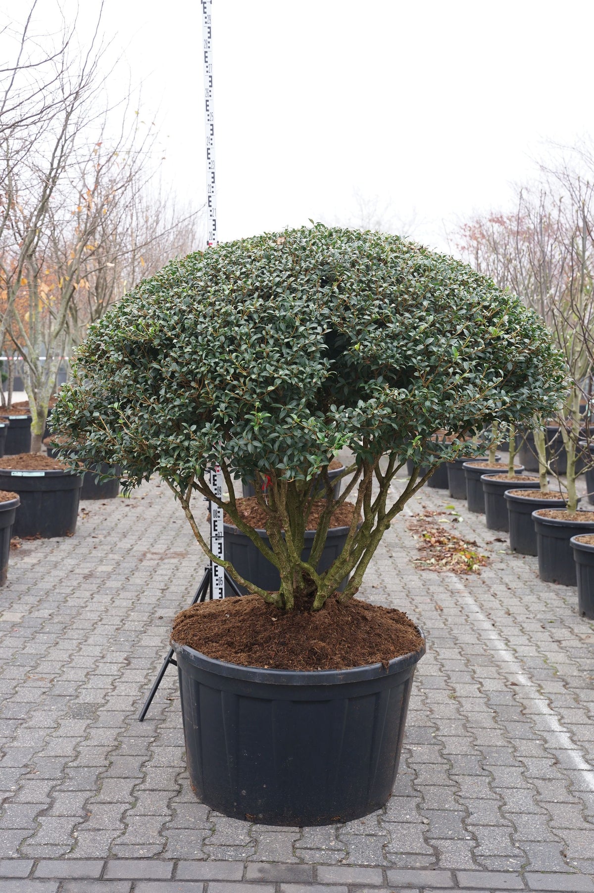 Osmanthus burkwoodii paraplyform 100-125 cm C180 (180 liters kruka)