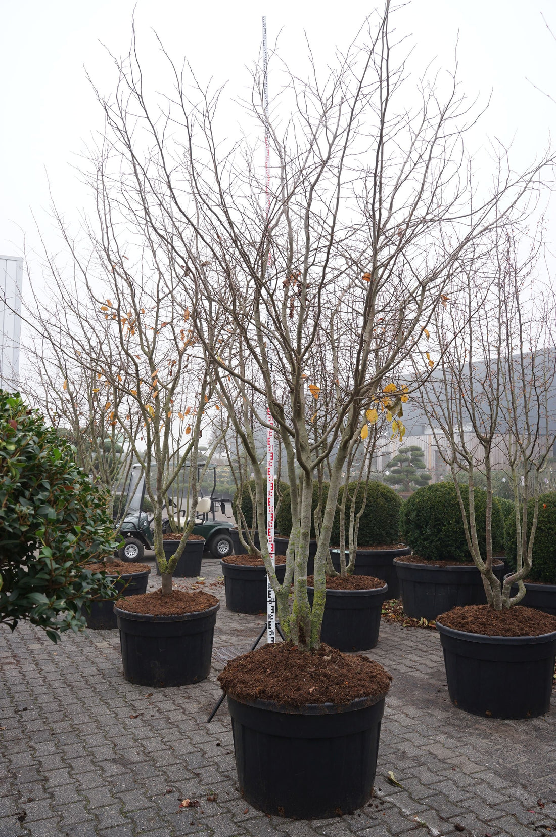 Parrotia persica &