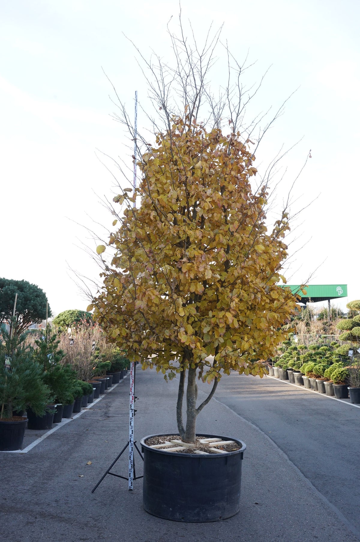 Parrotia persica C600 (600 liters kruka) 400-450 cm Solitär