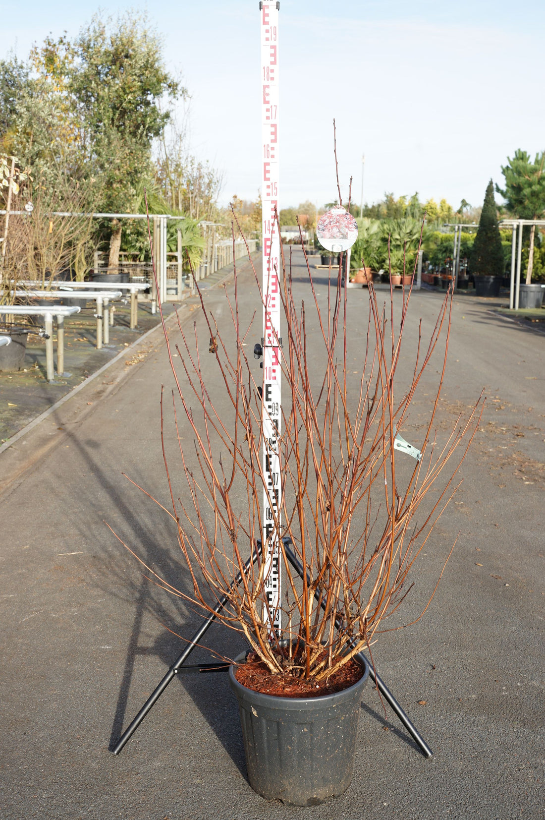 Physocarpus opulifolius &