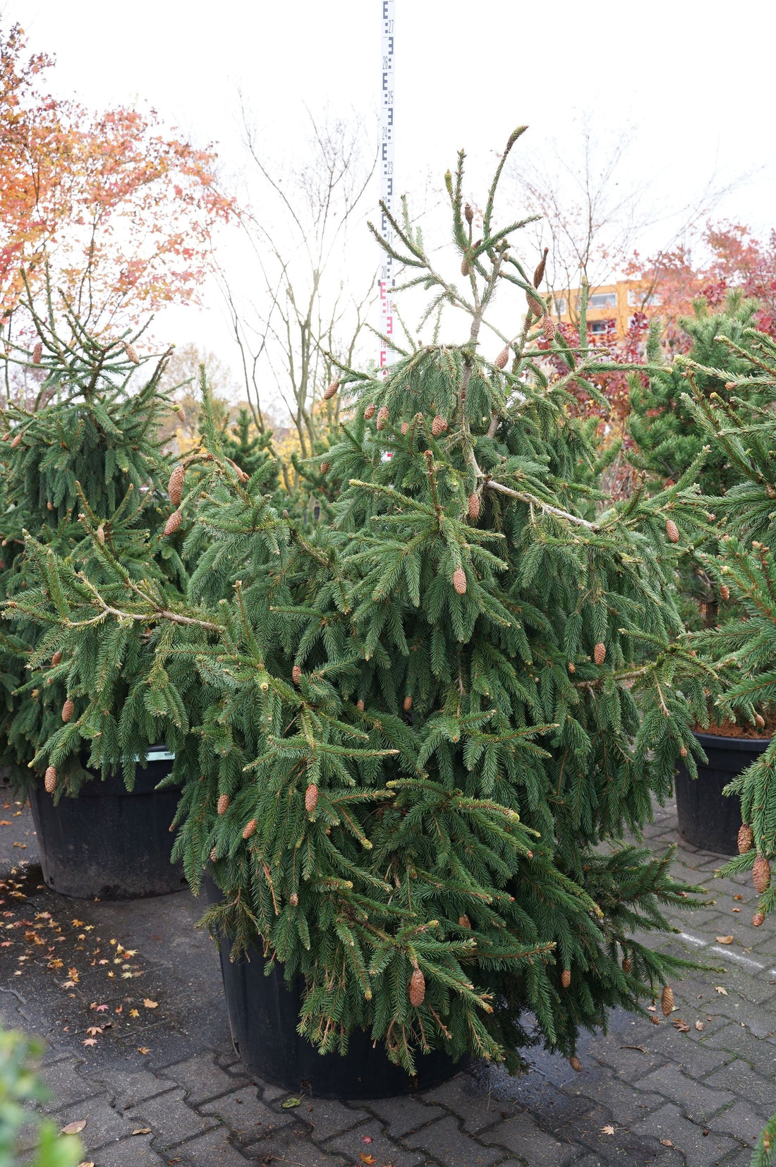 Picea abies &