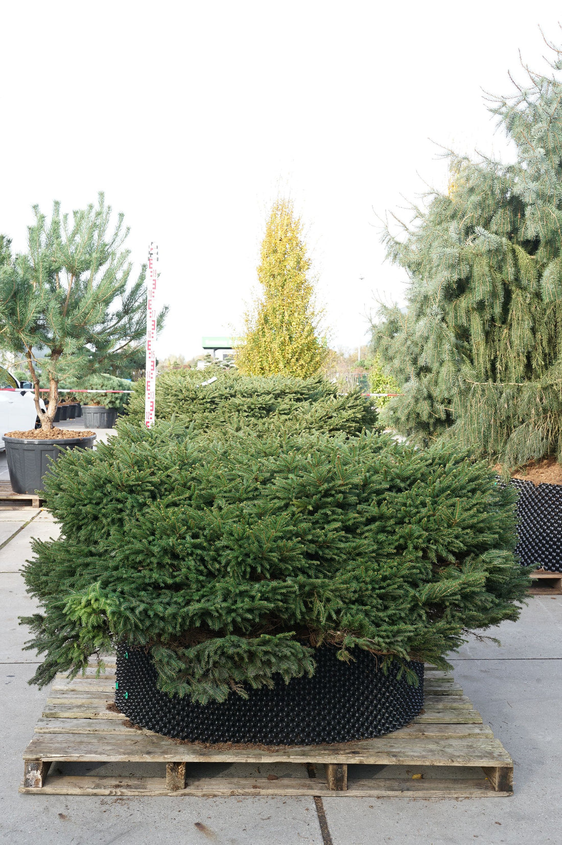 Picea abies &