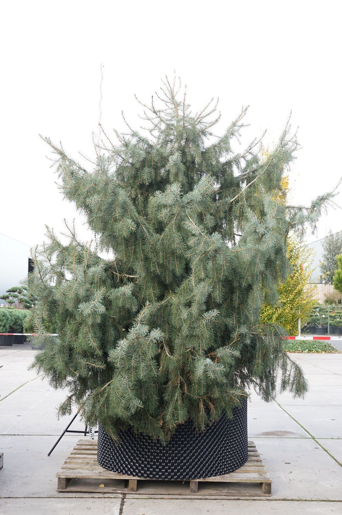 Picea breweriana C5 (5 liters kruka) 40-50 cm