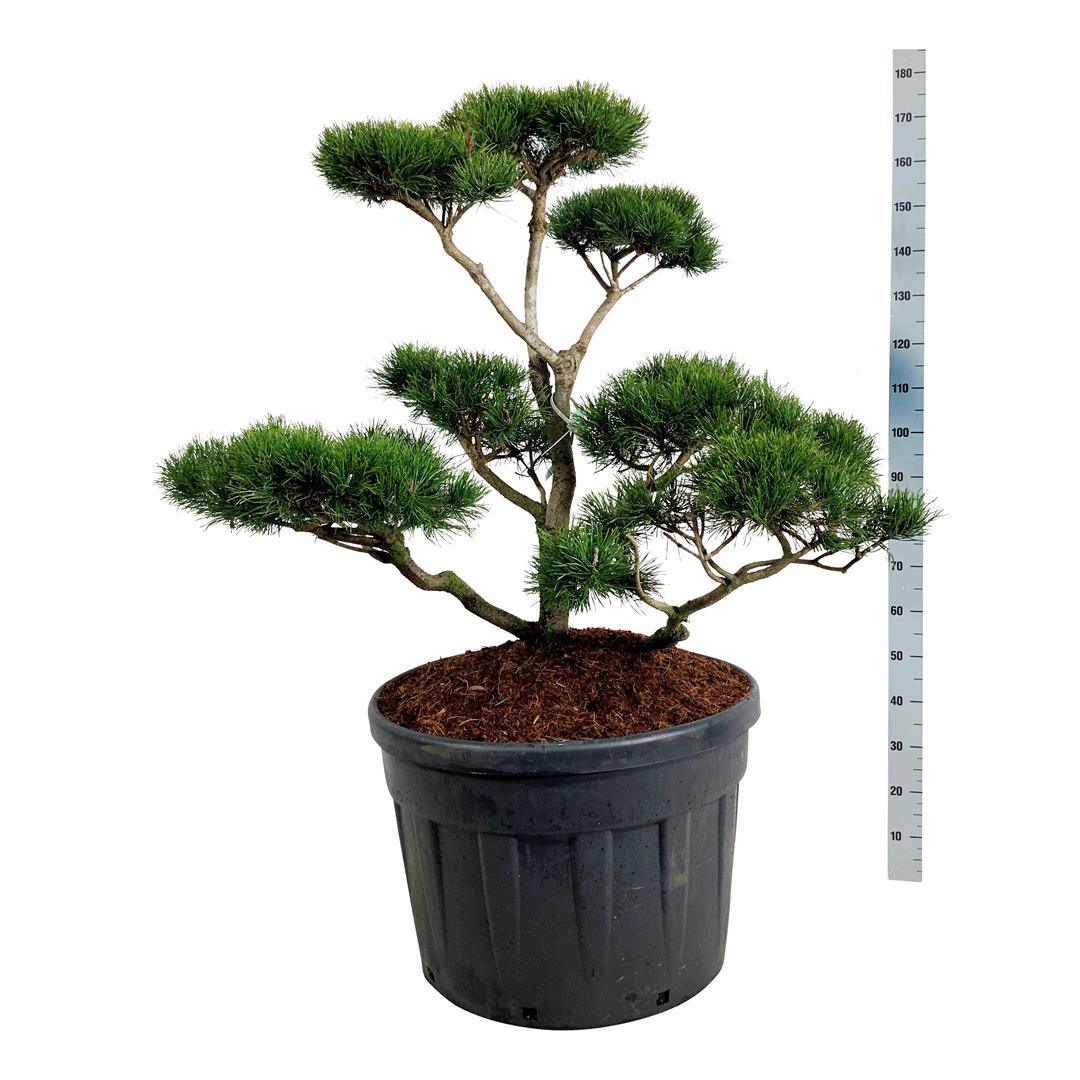 Pinus contorta BONSAI 100-125 cm C180 (180 liters kruka)