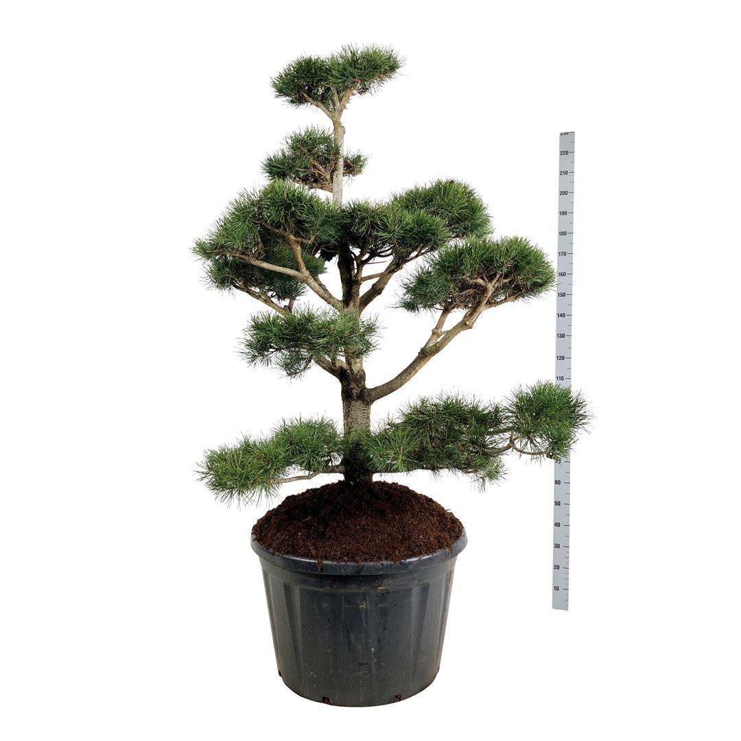 Pinus contorta BONSAI 150-175 cm C230 (230 liters kruka)