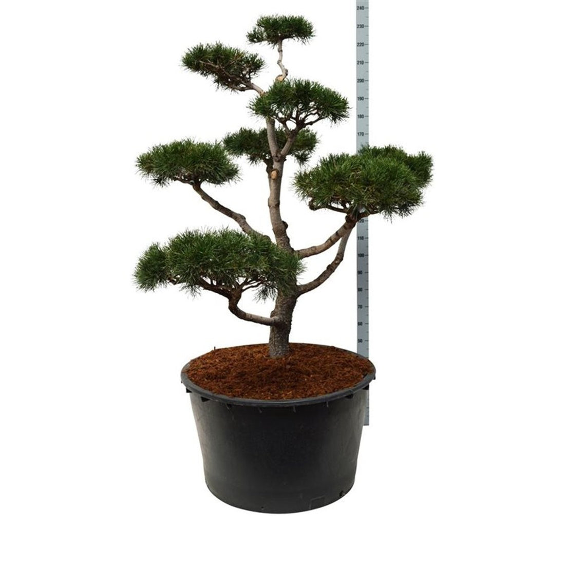 Pinus contorta BONSAI 150-175 cm C285 (285 liters kruka)
