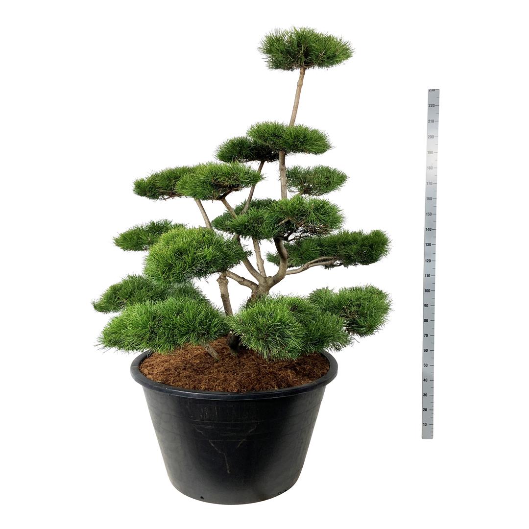Pinus contorta Bonsai 150-175 cm C500 (500 liters kruka)