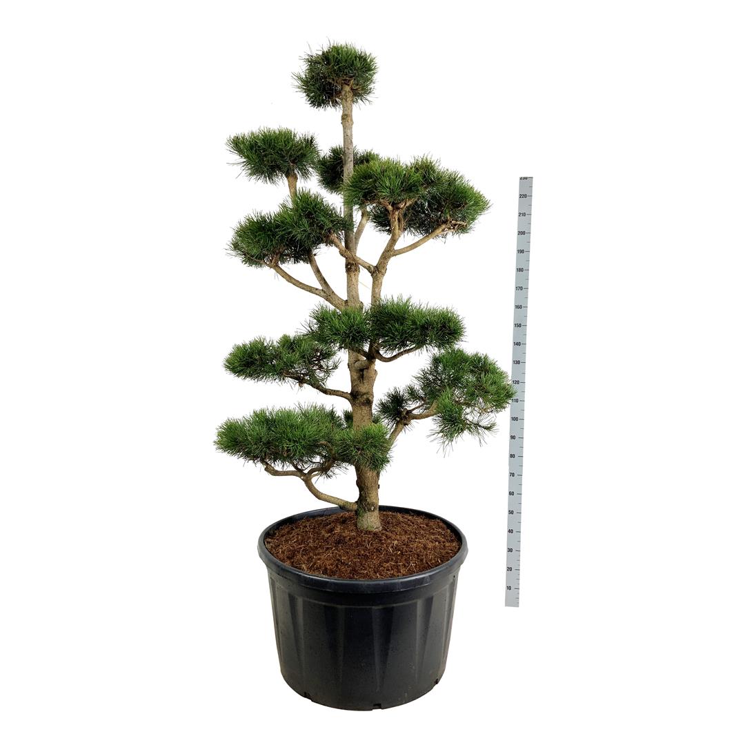 Pinus contorta BONSAI 175-200 C285 (285 liters kruka)