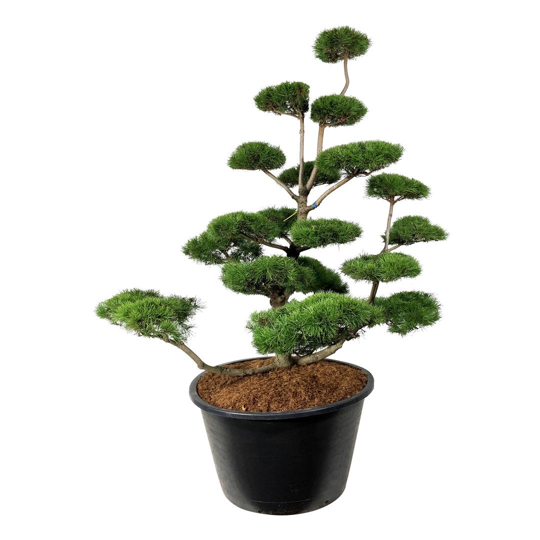 Pinus contorta BONSAI 175-200 cm C500 (500 liters kruka)