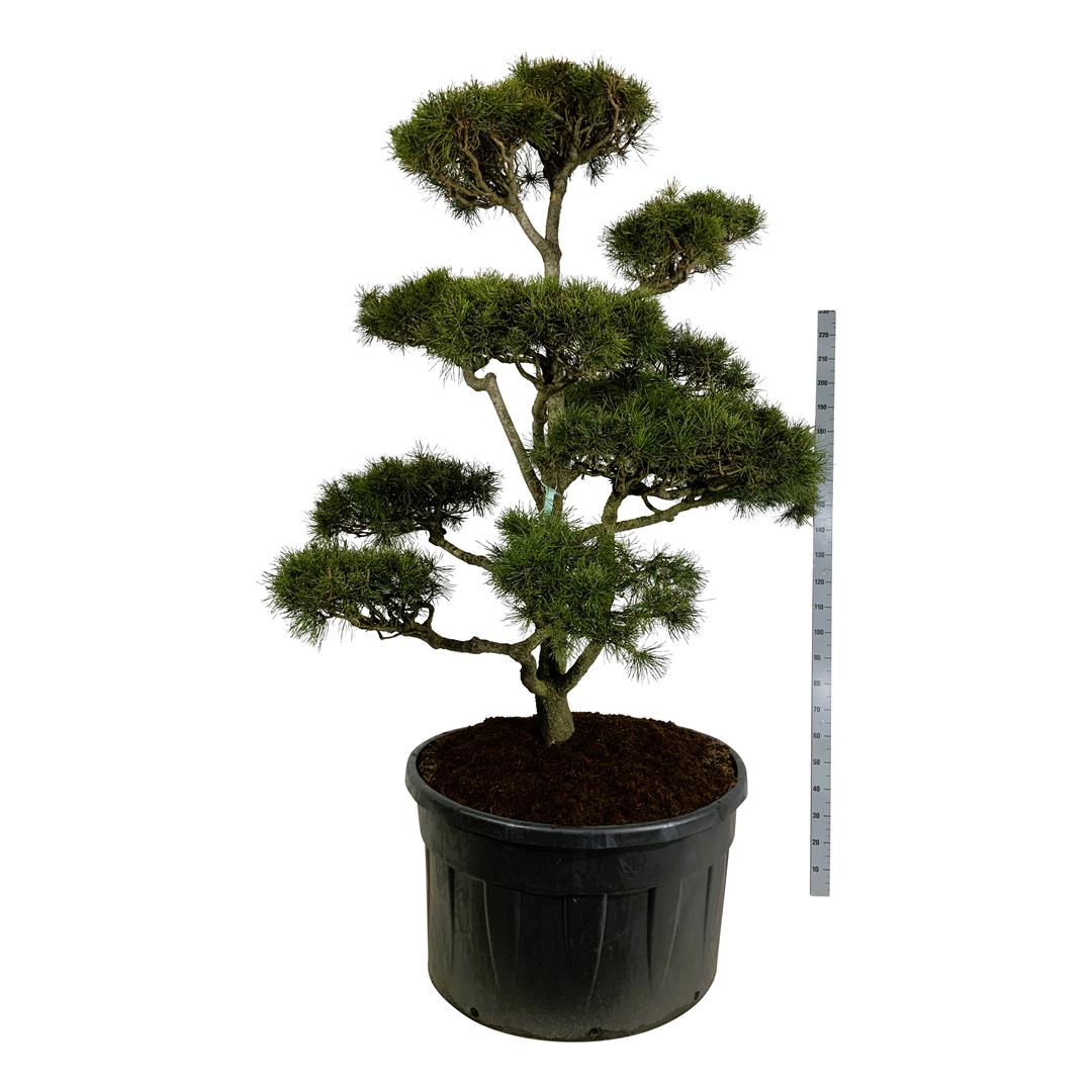 Pinus contorta BONSAI 200-225 cm C500 (500 liters kruka)