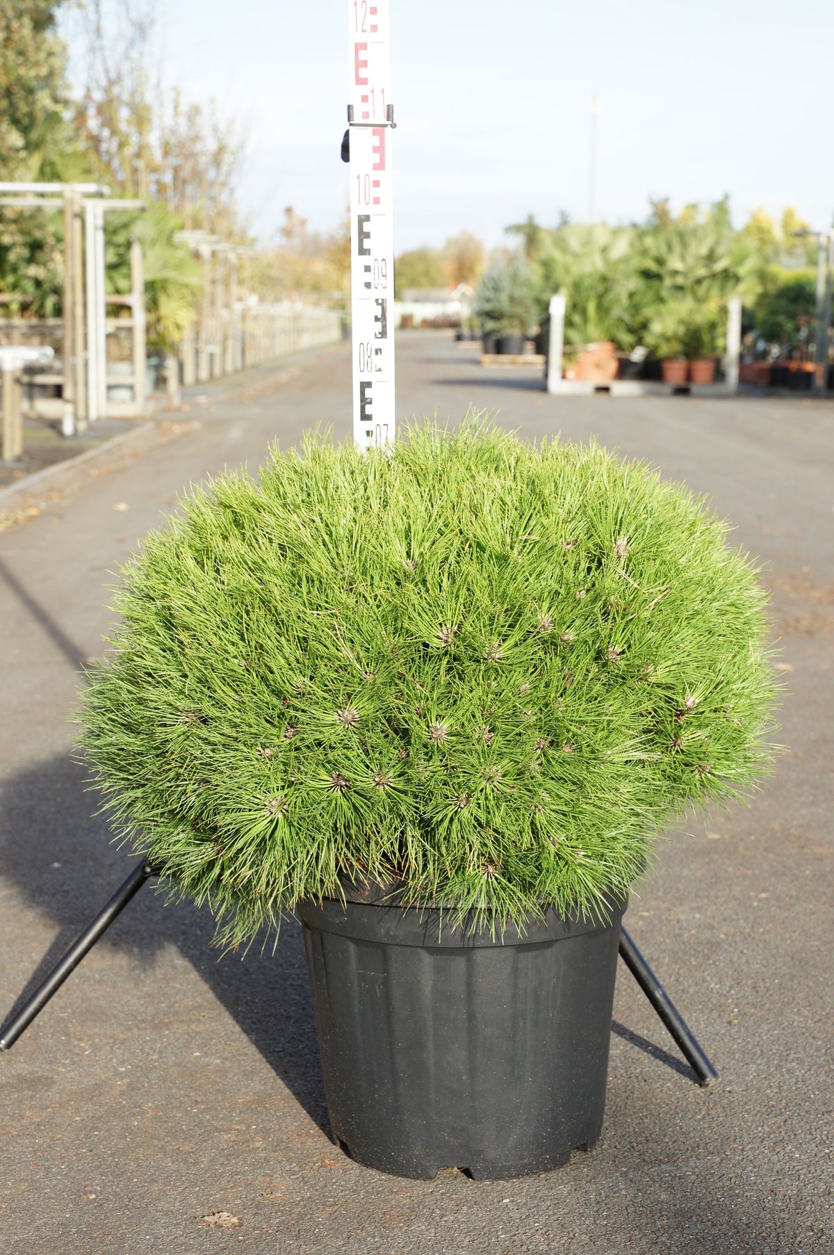 Pinus &