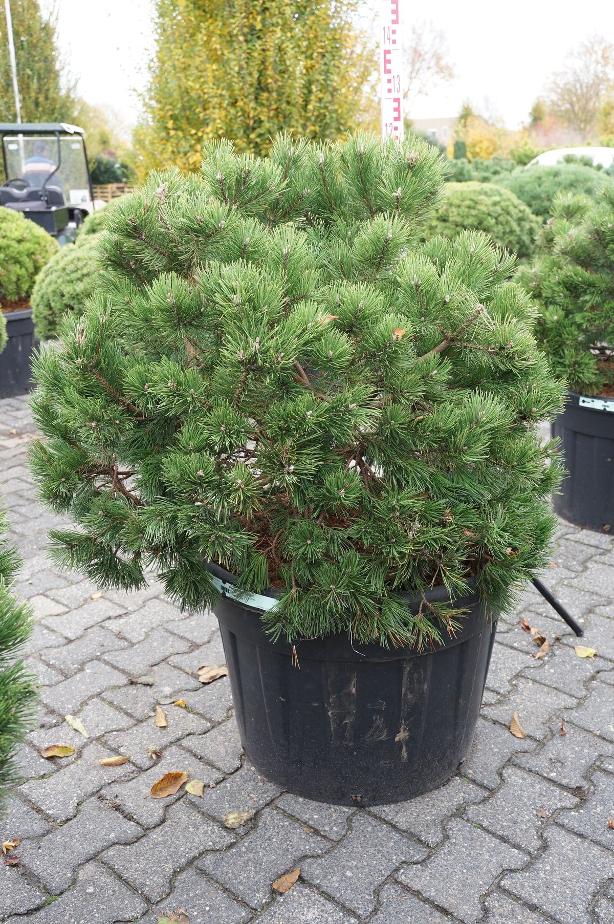 Pinus mugo &