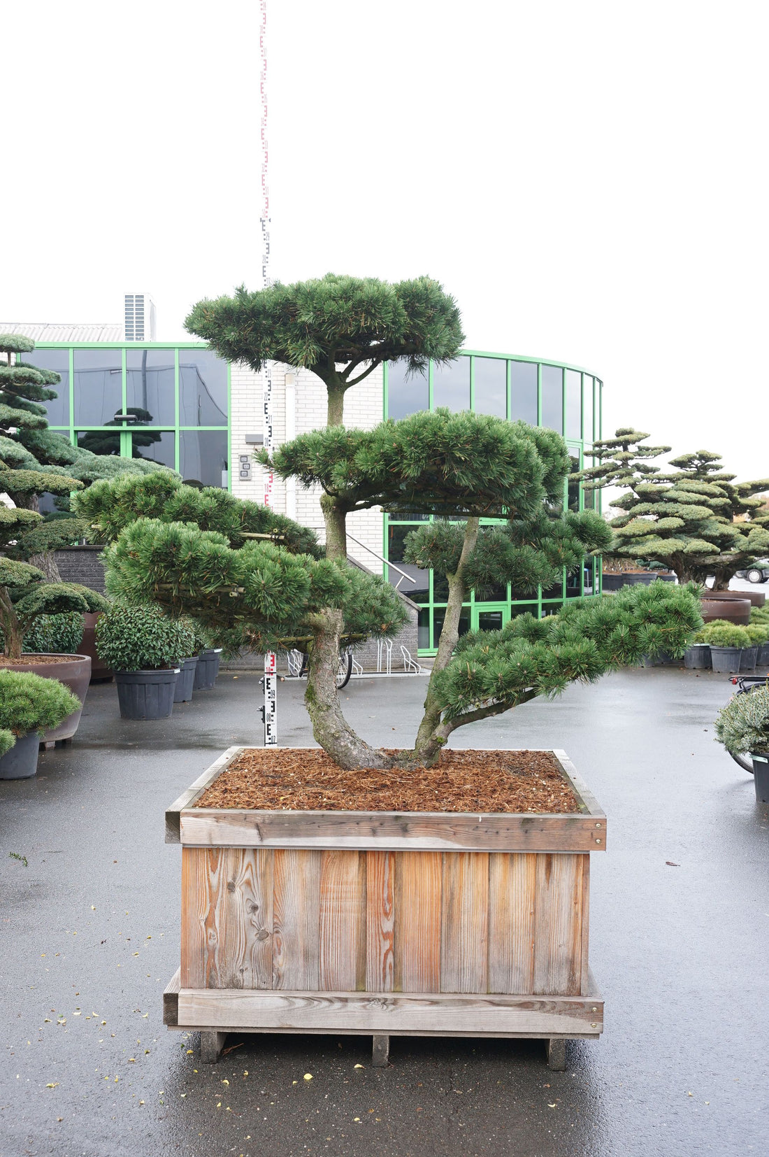 Pinus mugo &
