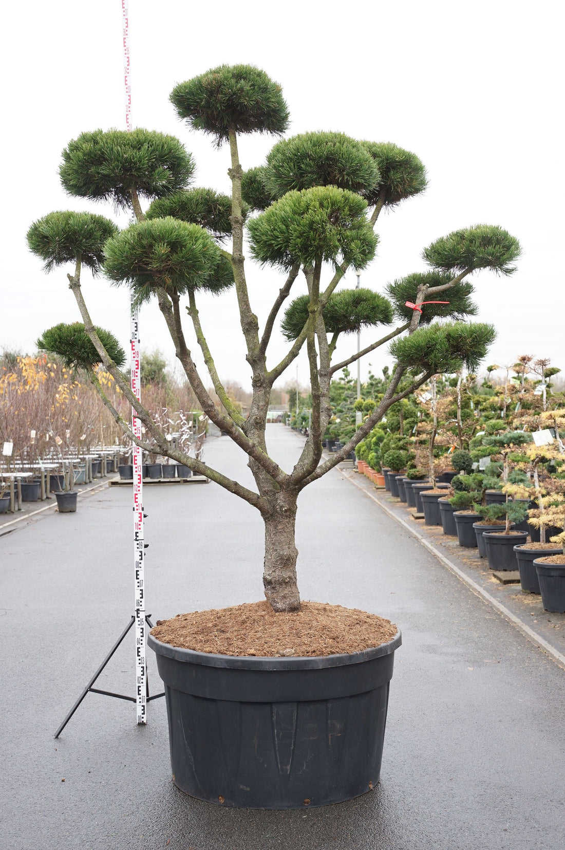Pinus mugo &