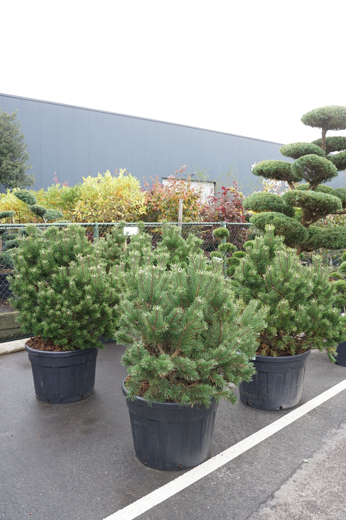Pinus mugo uncinata BONSAI 60-80 cm C50 (50 liters kruka)