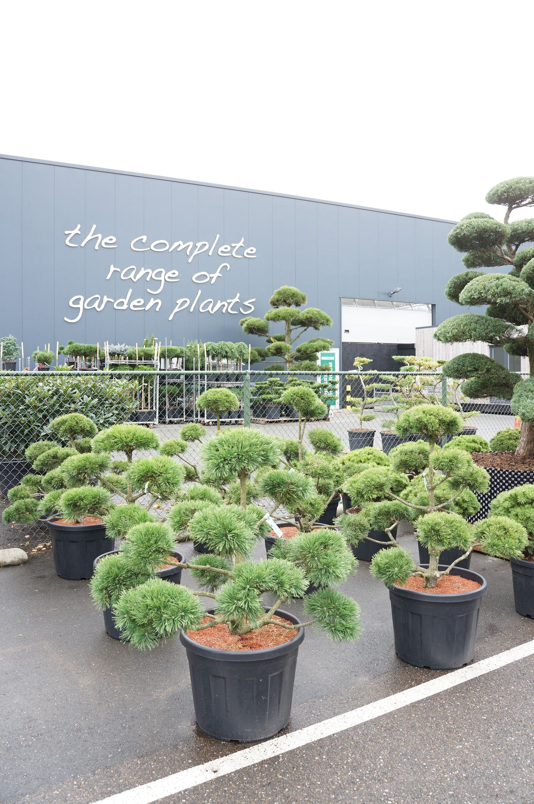 Pinus mugo uncinata Bonsai 80-100 cm C70 (70 liters kruka)