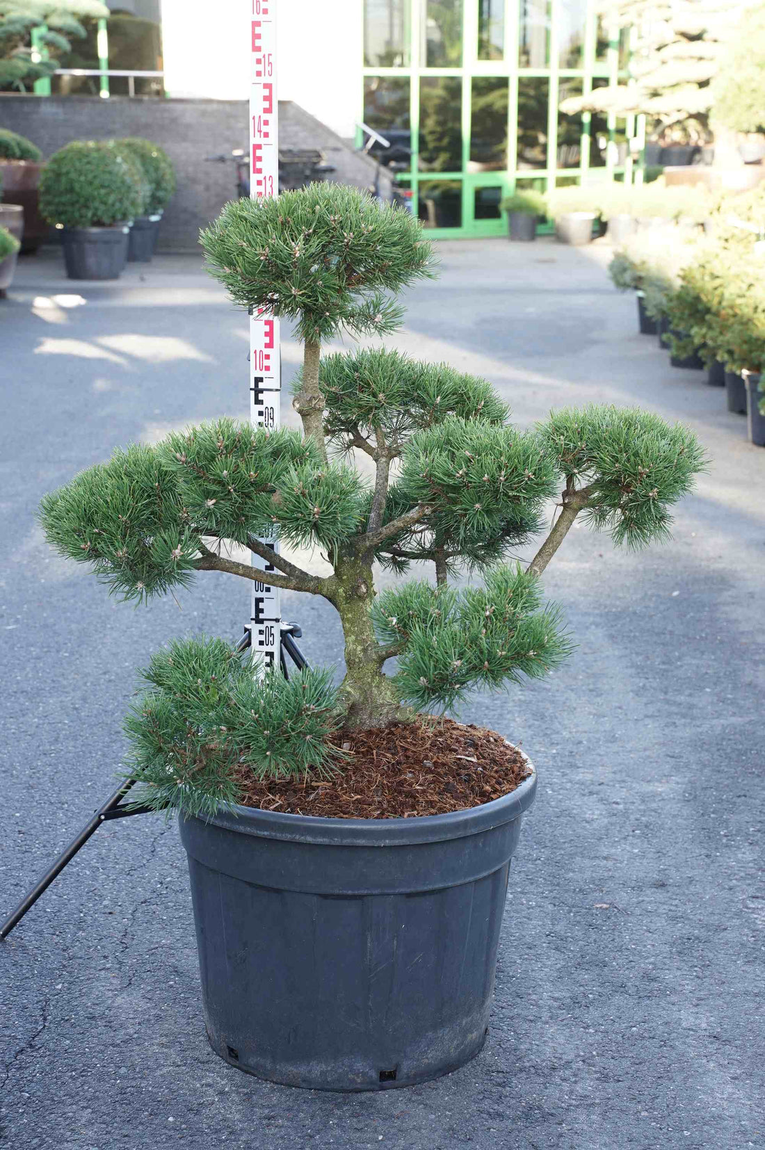 Pinus mugo uncinata Bonsai 80-100 cm C80 (80 liters kruka)