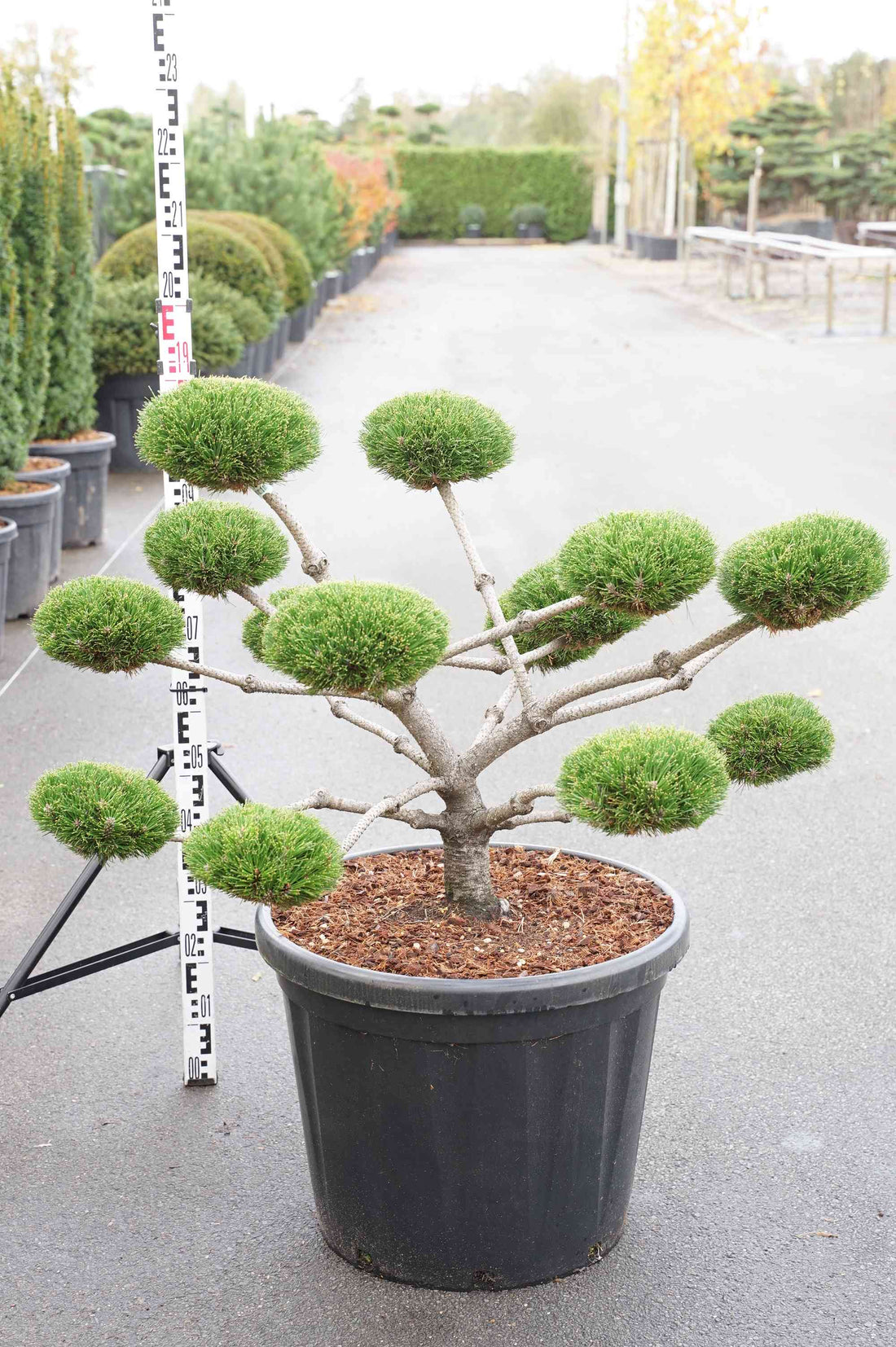 Pinus nigra &