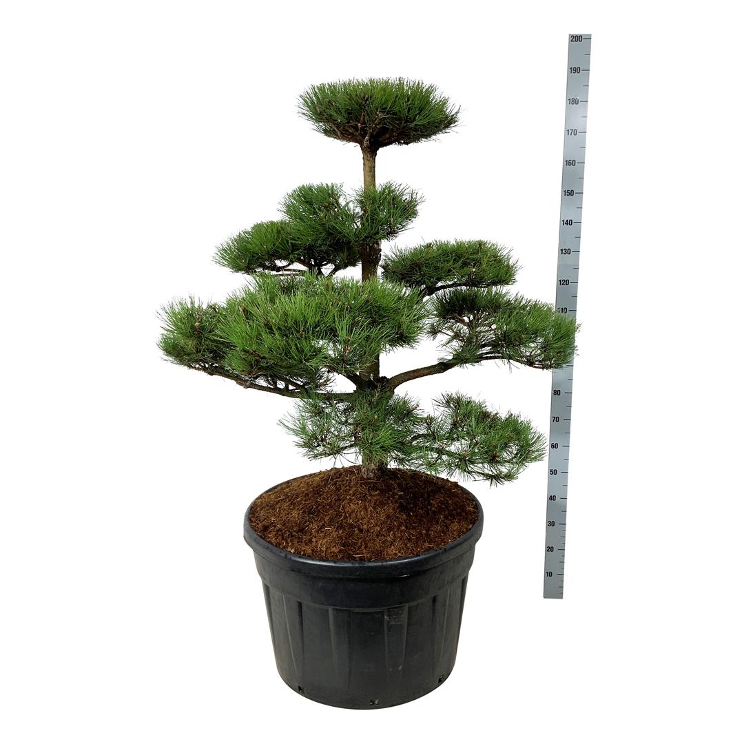 Pinus nigra nigra BONSAI 100-125 cm C180 (180 liters kruka)