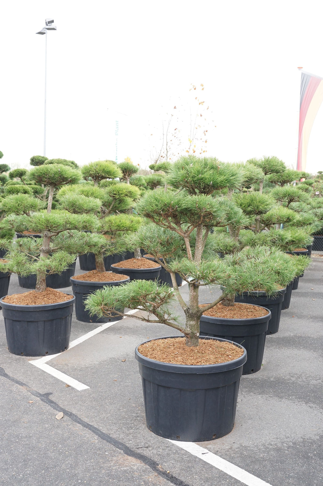 Pinus nigra nigra BONSAI 125-150 cm C18 (18 liters kruka)