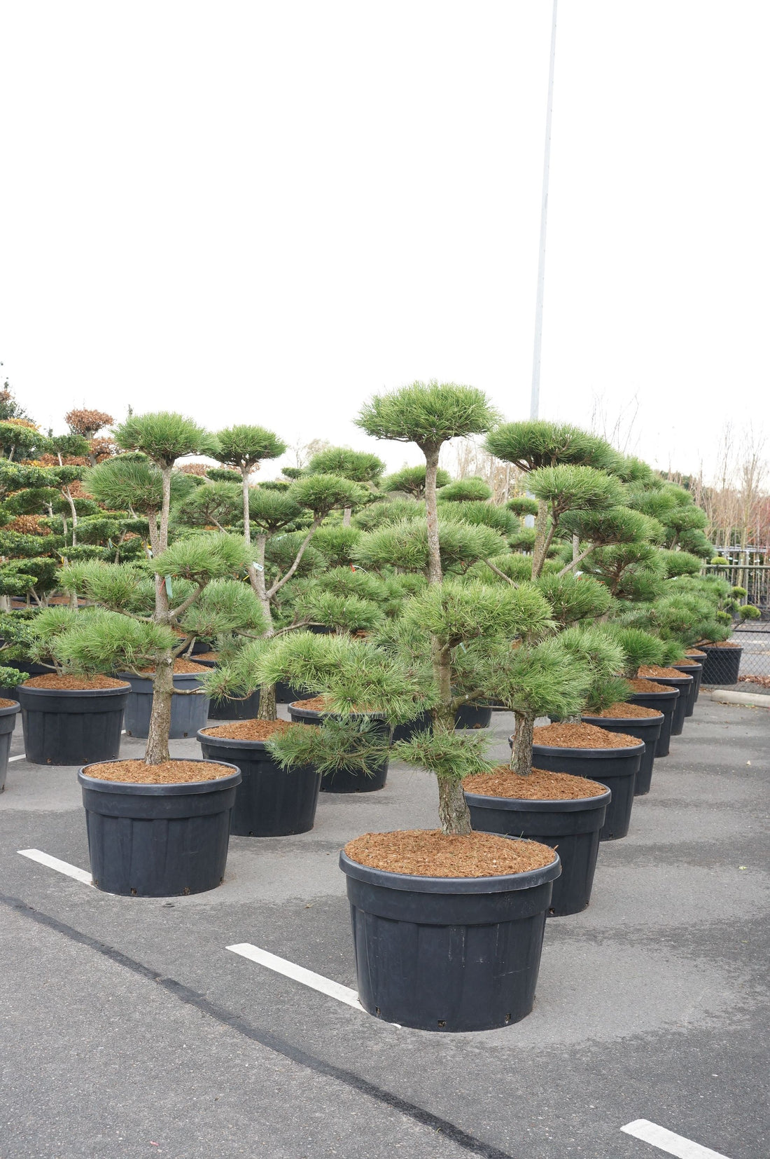 Pinus nigra nigra bonsai 150-175 cm C180 (180 liters kruka)