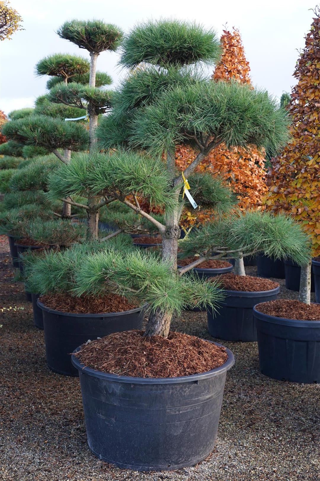Pinus nigra nigra BONSAI 175-200 cm C285 (285 liters kruka)