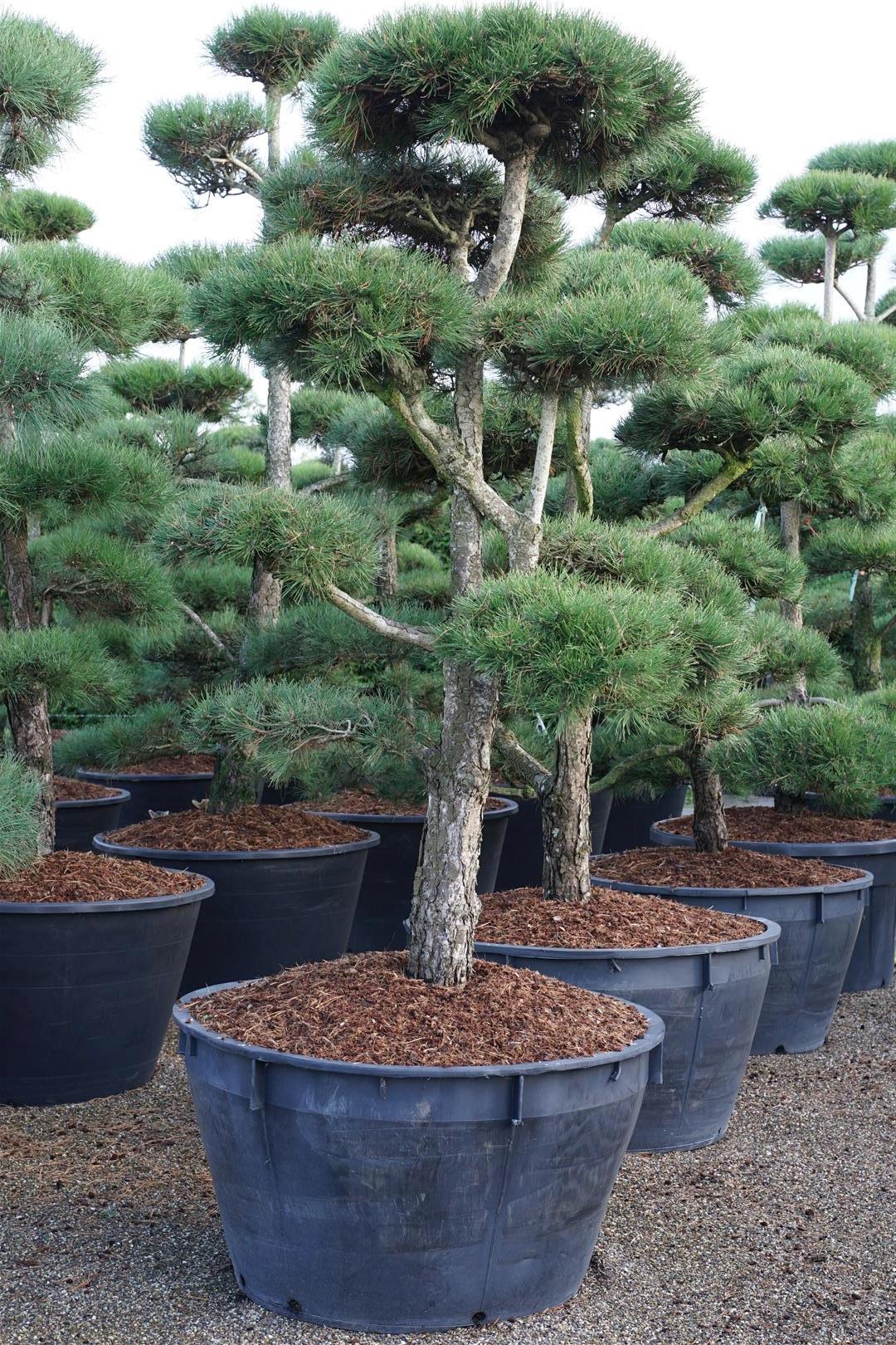 Pinus nigra nigra BONSAI 200-225 cm C500 (500 liters kruka)