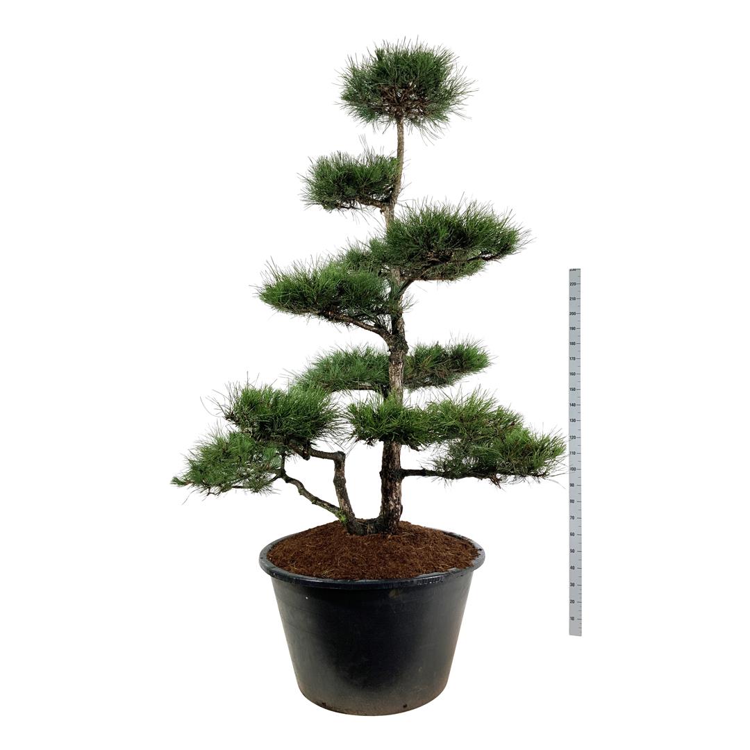 Pinus nigra nigra BONSAI 225-250 cm C500 (500 liters kruka)