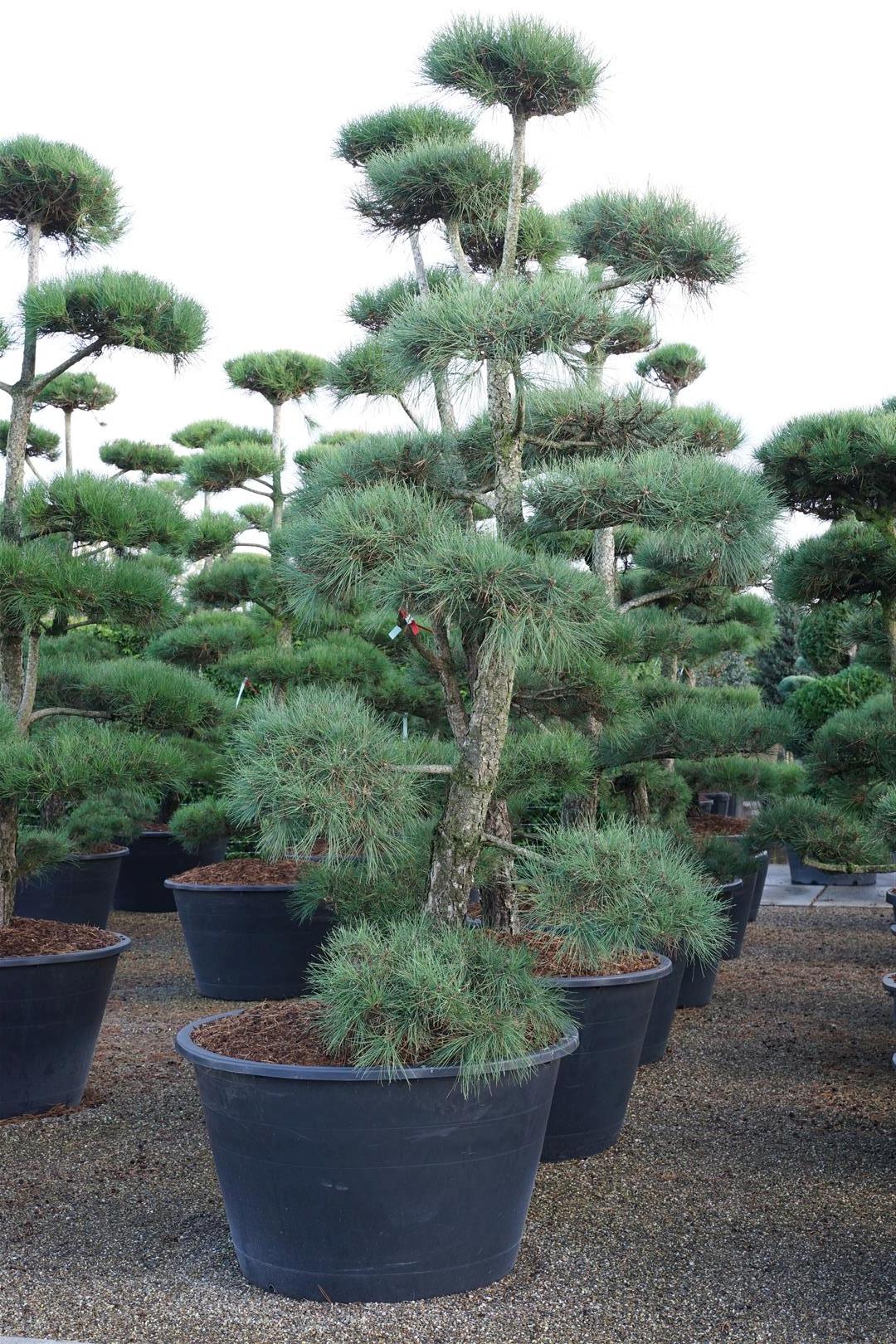 Pinus nigra nigra BONSAI 250-300 cm C500 (500 liters kruka)