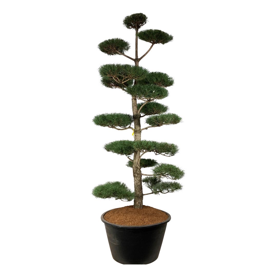 Pinus nigra nigra Bonsai 300-350 cm C500 (500 liters kruka)