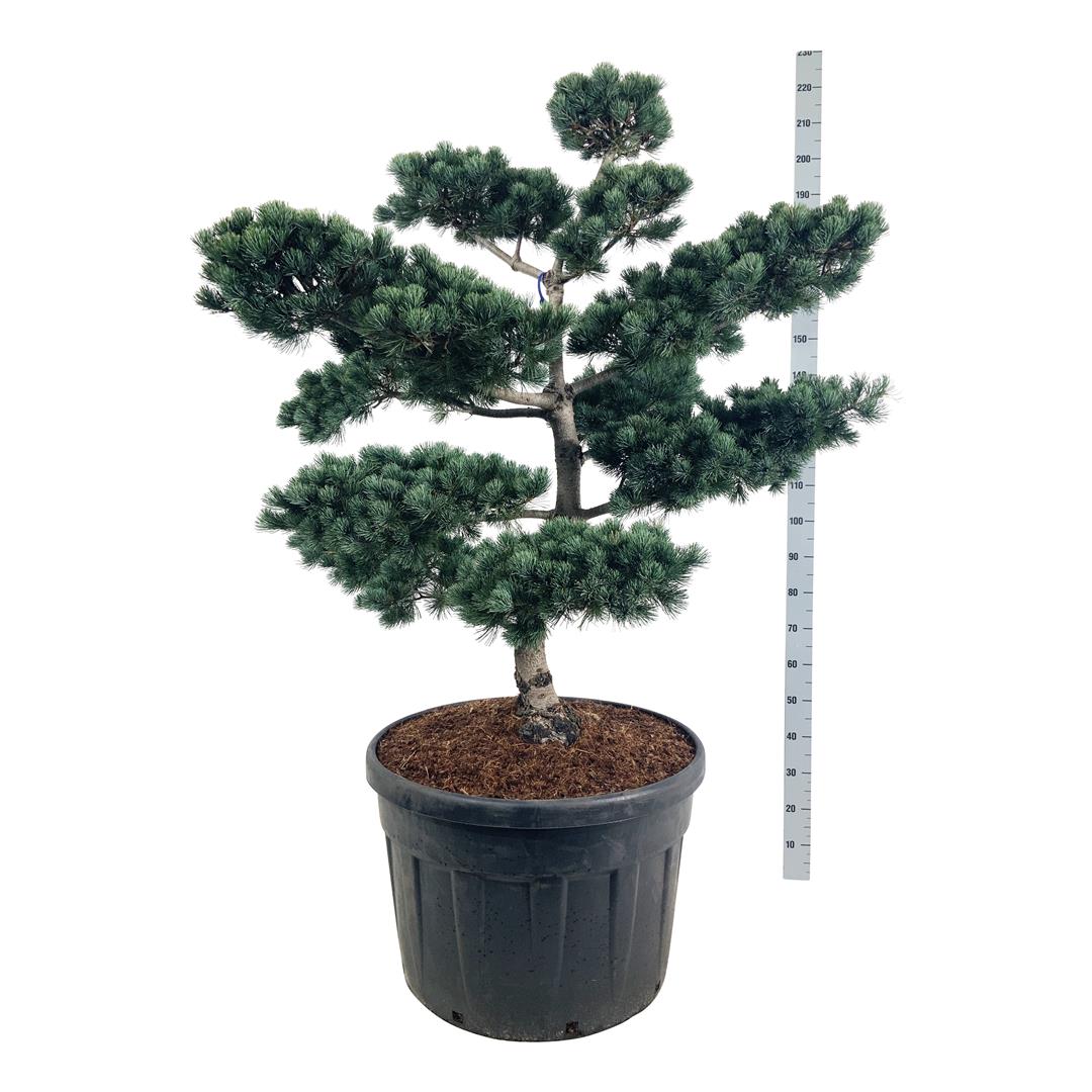 Pinus parv. &