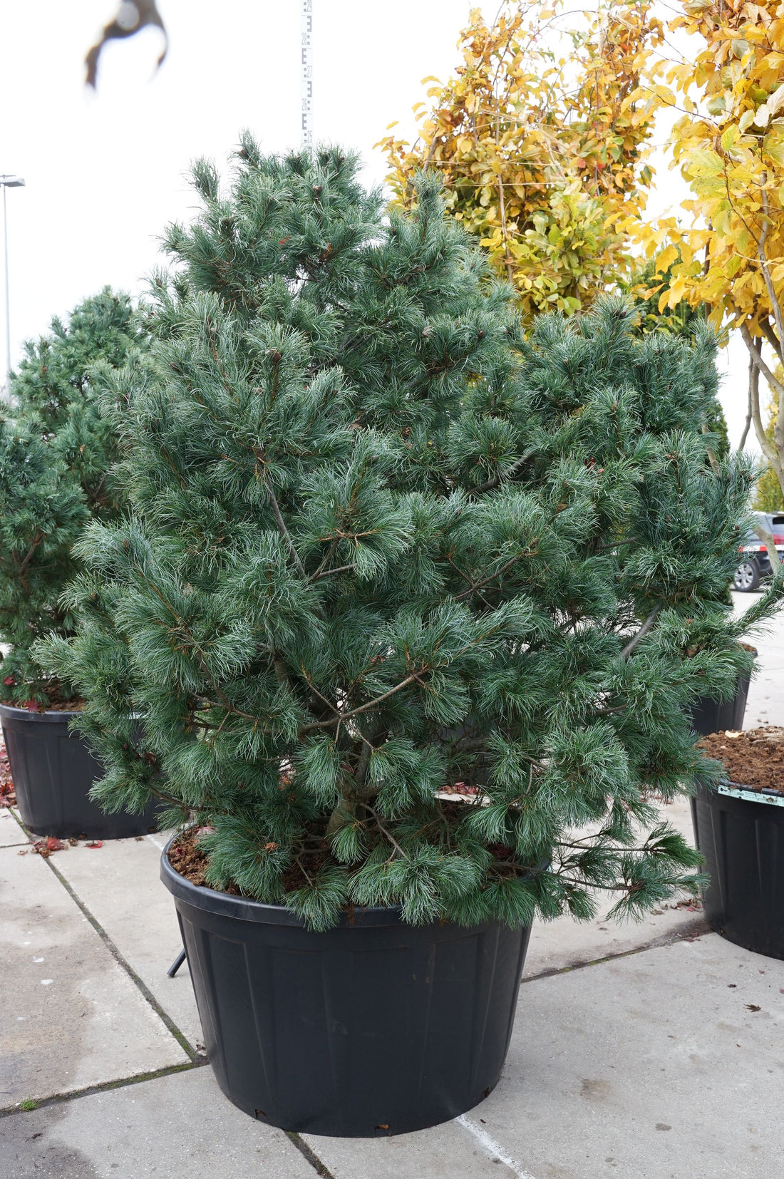 Pinus parv. &