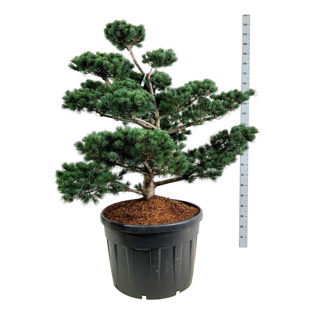 Pinus parv. &