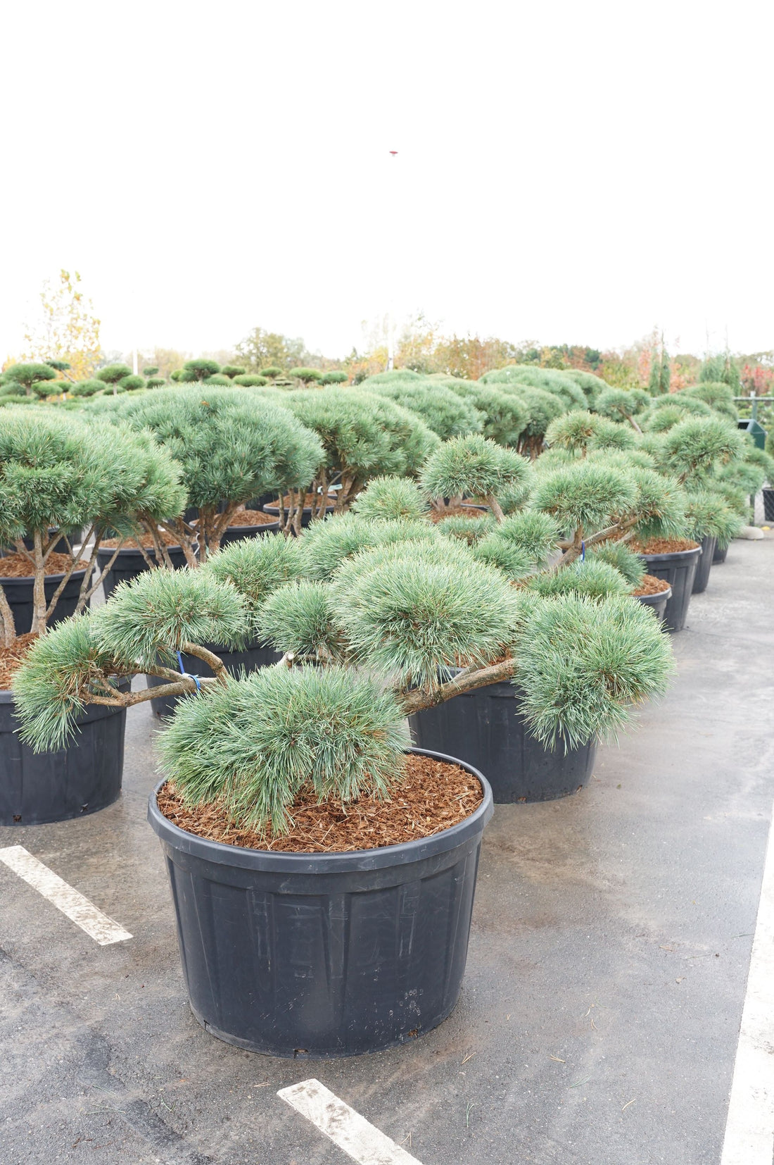Pinus sylv. &