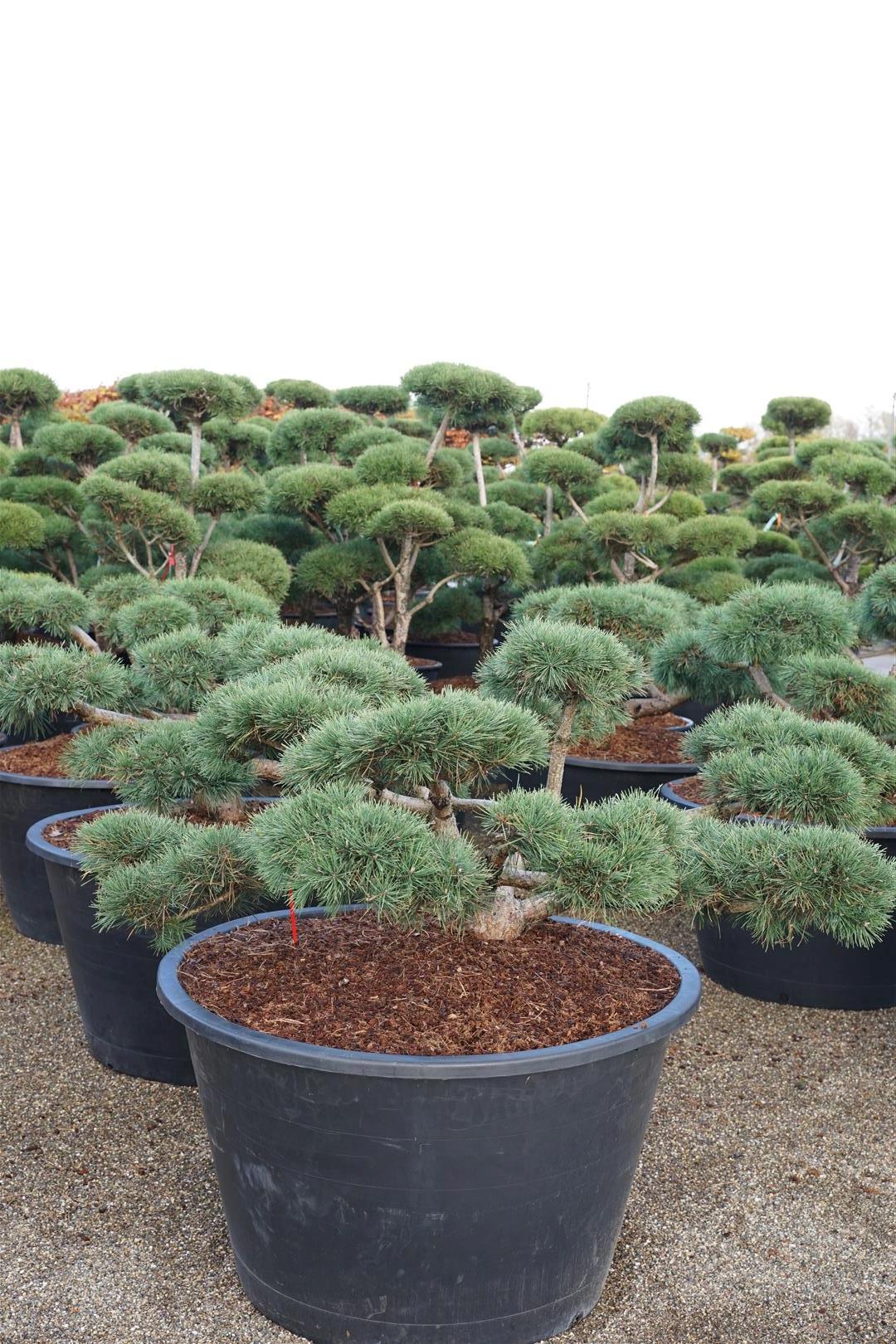 Pinus sylvestris &